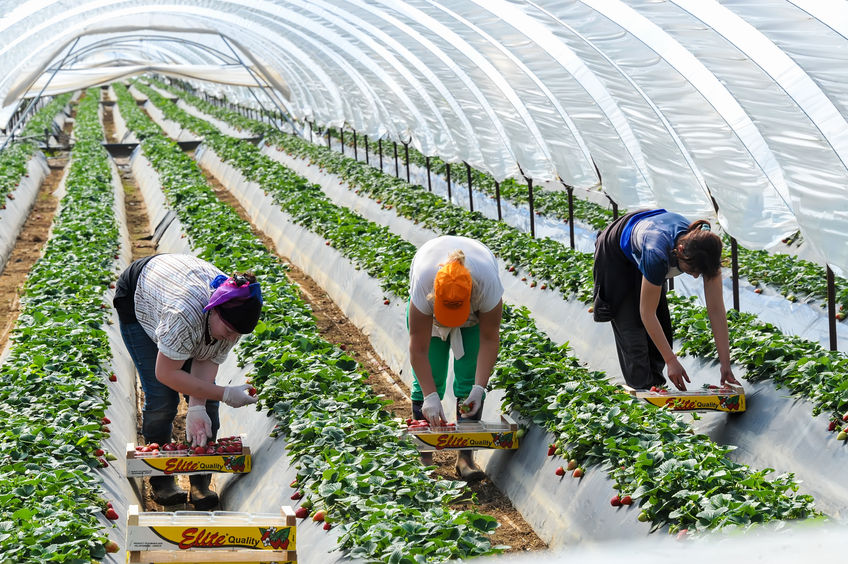 A "new collective bargaining body" is needed to protect existing workers in England and enhance the status of farm work to attract recruits