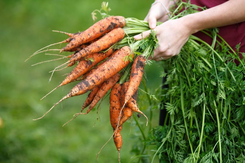 Growers have suffered the "perfect storm" of poor conditions this year