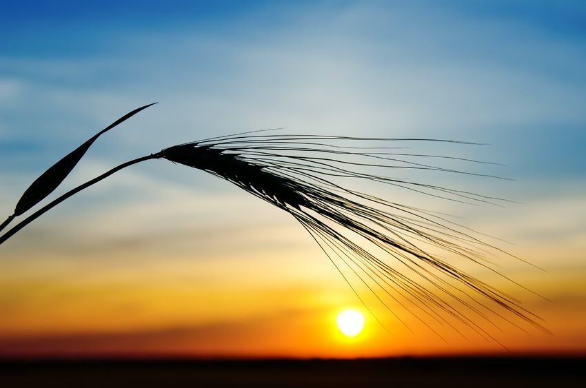 The farming charity has received a surge in calls due to the heatwave