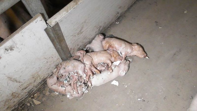 (Photo: Animal Equality)