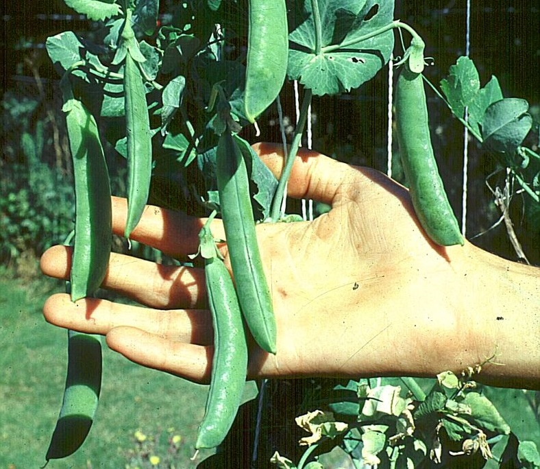 The 'Champion of England' pea was very close to dying out but has now been listed by a national supplier