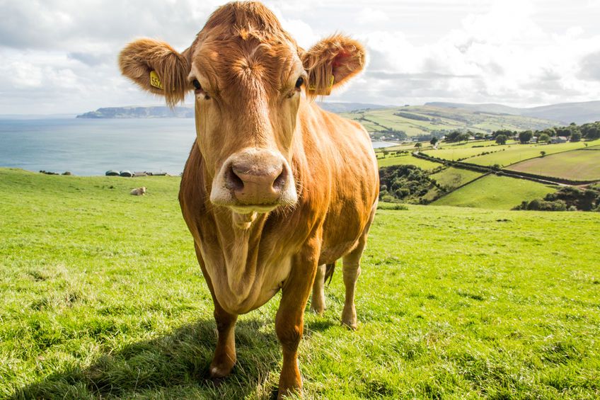 The public have been asked for views on plans for farming post-Brexit