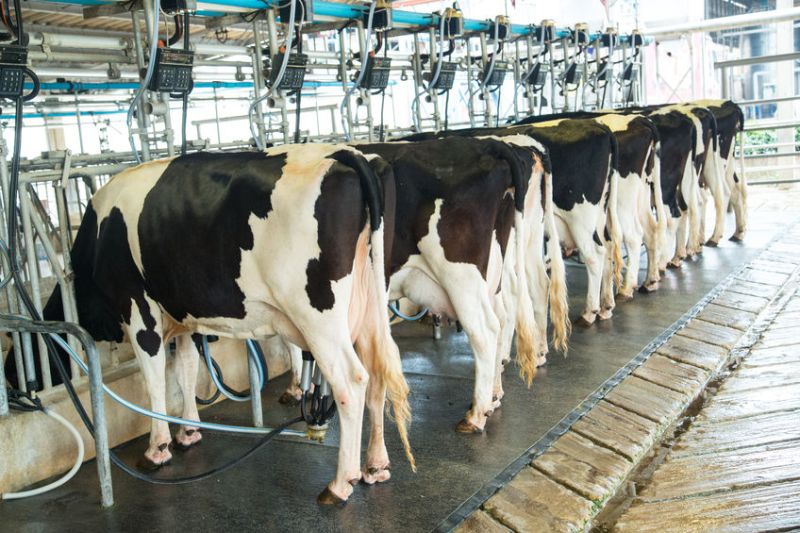 The annual Dairy Costings Focus, which shows how milk prices - and therefore farm returns – have improved sharply over the past year, but higher feed costs pose a risk
