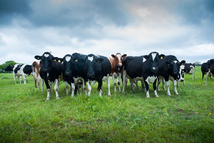 A comprehensive free trade deal with Europe is "vital" for UK agriculture, particularly the livestock and dairy industry