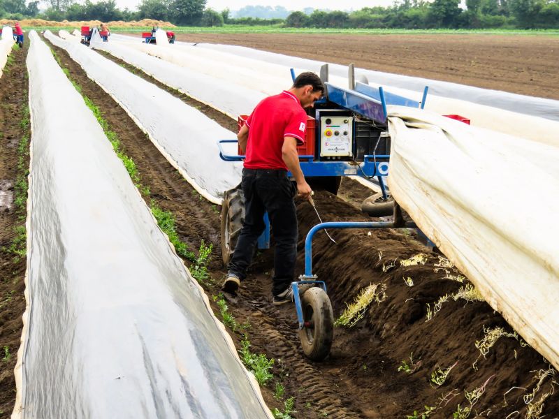 There will be a "pitiful waste" of fruit and vegetables, harvests for which have already been hit by the heatwave