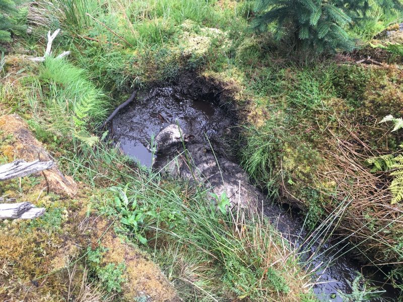 All’s wool that ends wool - the sheep was rescued from a bog in Wales