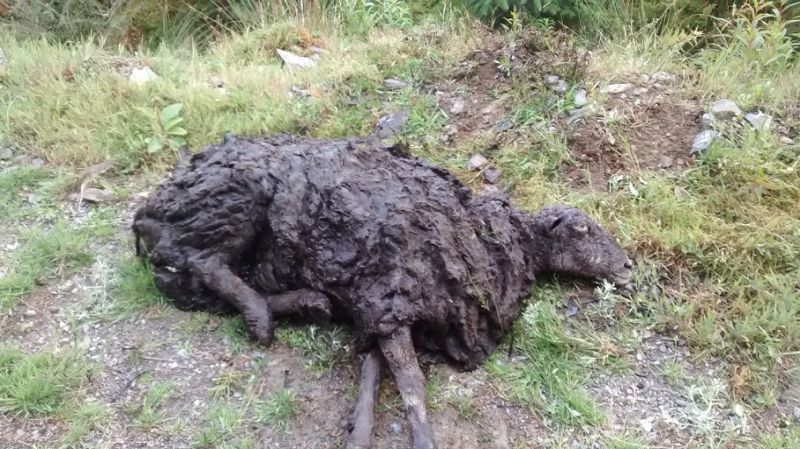 The sheep was completed covered by the bog and was unable to move