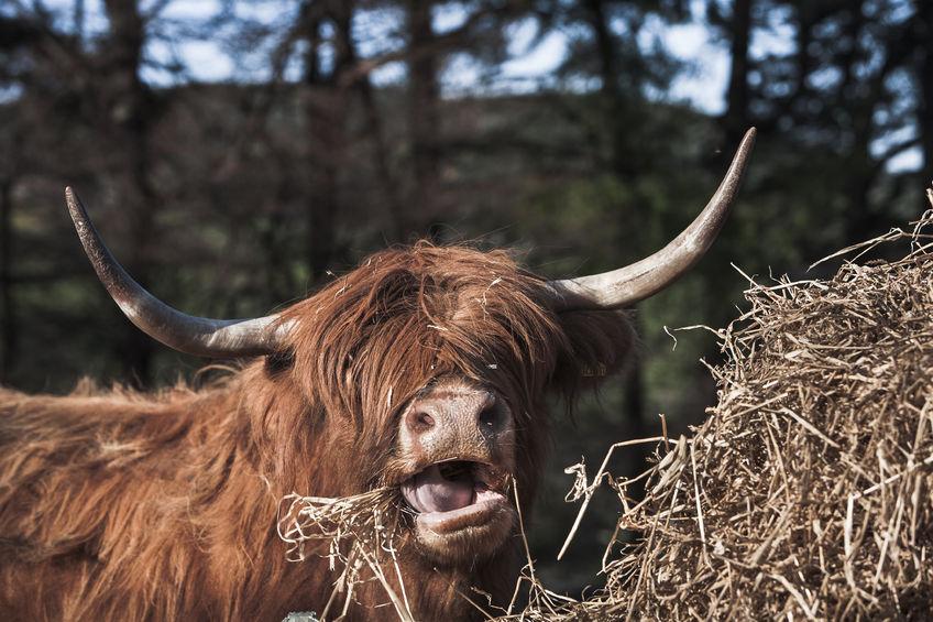 Scottish stakeholders used the meeting to seek solutions to the feed and fodder shortfall