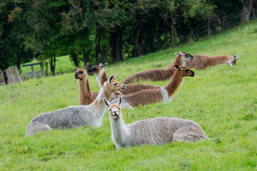 Protective animals such as llamas are being used to provide a useful low-tech alarm system for farmers