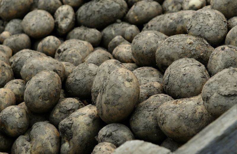 Potato plantings are down three per cent amid tough weather conditions