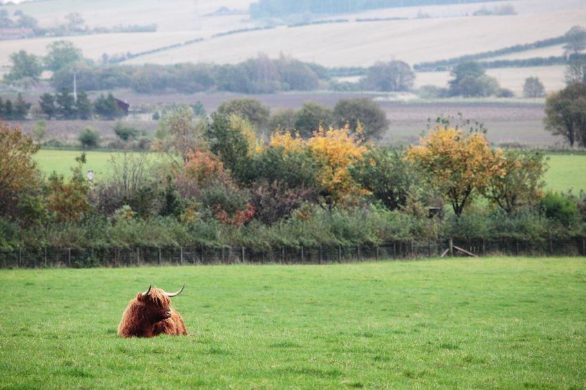 A call has been made for the UK government to protect Scotland's famous produce, such as Scotch Beef