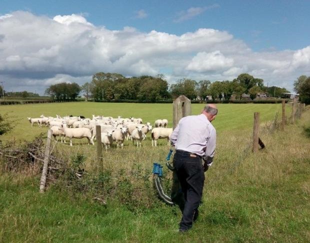 Peter McLernon demonstrating the simple electric fencing gates used on his farm near Randalstown