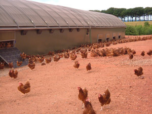 Farmlay Eggs - A Progressive Business With A Reputation For Quality At ...