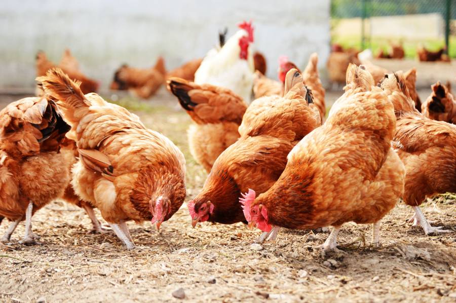 Animal welfare has been enhanced by the new codes for laying hens and pullets