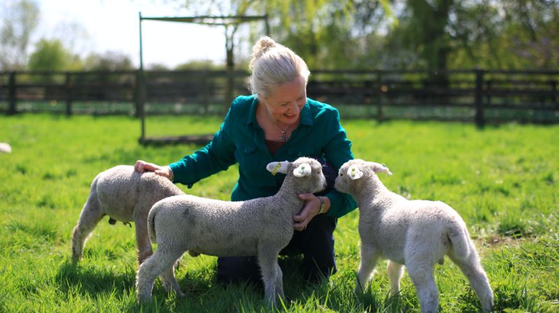The 190-acre farm holds traditional Hereford cattle herd and Llyn sheep flock
