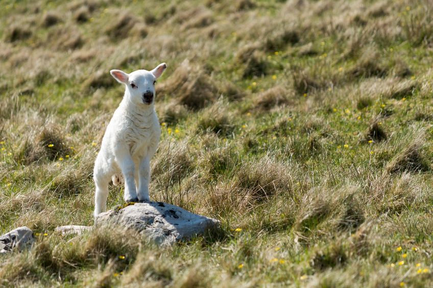 The additional funding will enhance marketing of Scotch lamb