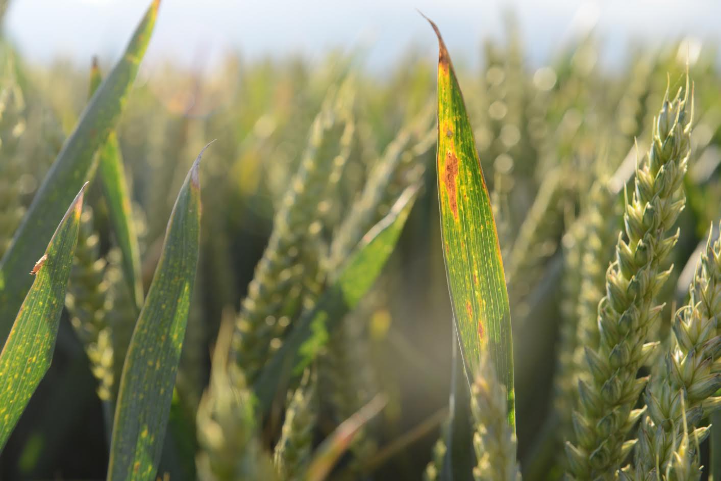 BYDV causes estimated average yield losses of 8 per cent in wheat and 2 per cent in barley