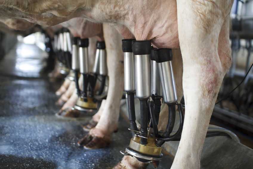 New technologies can give dairy farms a comparative advantage by maximising output