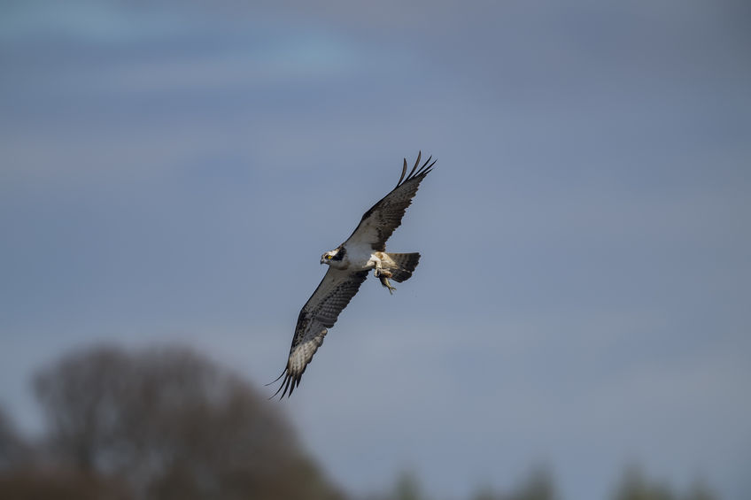 The farmer has denied disturbing the ospreys