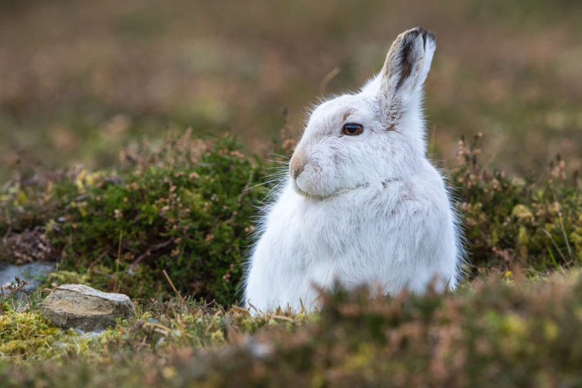 A new study shows the mammals are at less than one per cent of original levels