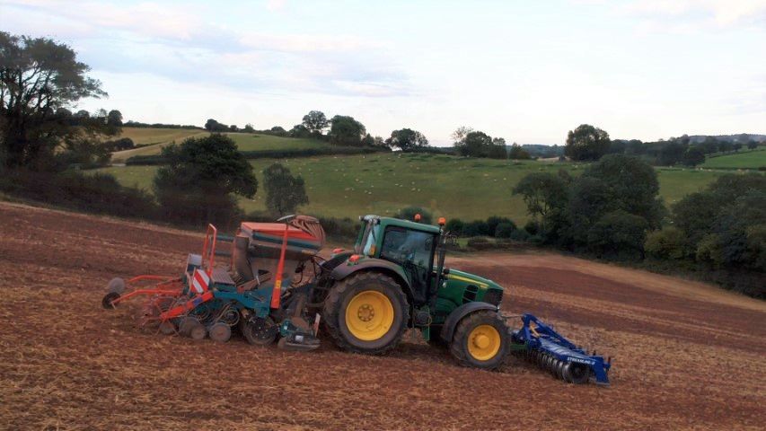 Oilseed rape seeds are smaller than normal this year due to the drought during pod fill
