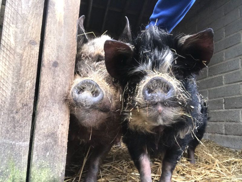 The new adopter must have experience keeping pigs