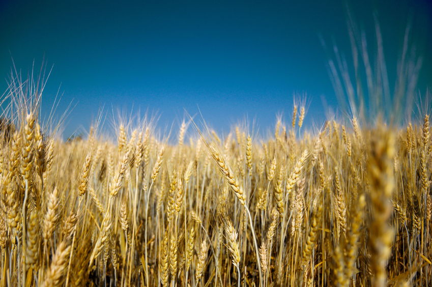 Winter barley fell by 6.2 per cent to 338,000 hectares, whilst spring barley fell by 0.8 per cent to 478,000 hectares
