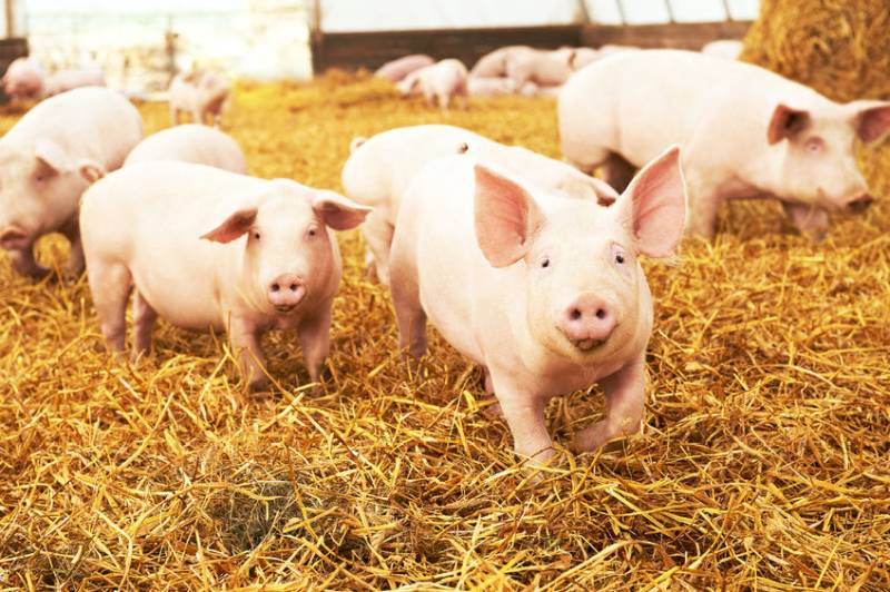 African swine fever is a highly contagious viral disease of pigs which is currently spreading in eastern and central Europe and has recently been found in China