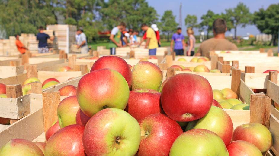 Farmers who are contracted to supermarkets typically grow more food than they are obliged to supply