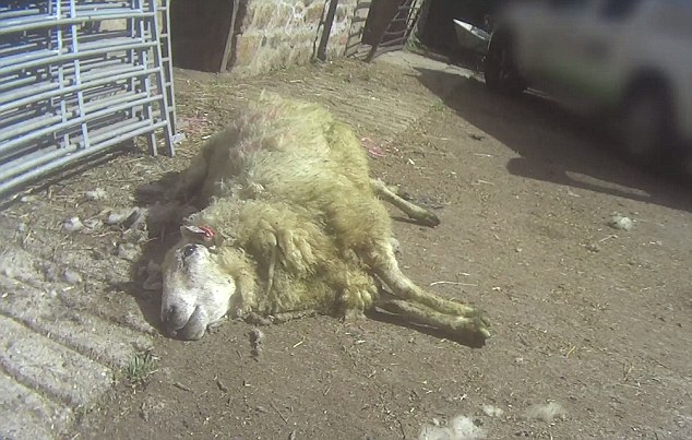 Undercover footage shows shearers stamping, punching and standing on sheep's heads and necks (Photo: PETA Asia)