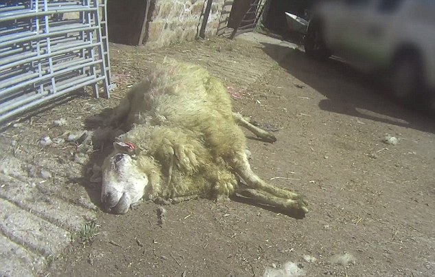 Undercover footage shows shearers stamping, punching and standing on sheep's heads and necks (Photo: PETA Asia)
