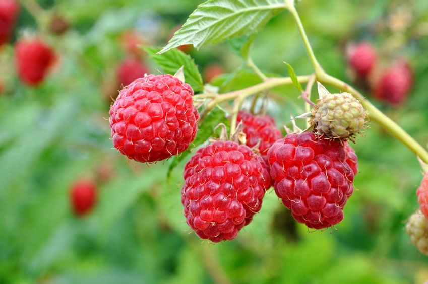 The horticultural industry has seen cases where there has been a 30 per cent shortfall in seasonal workers this season
