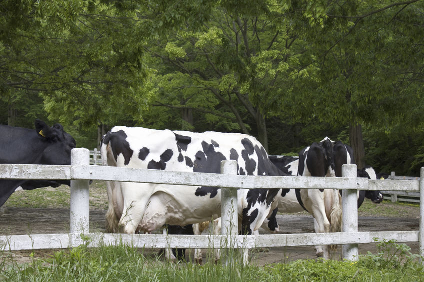 The UK currently exports dairy products worth £1.7 billion worth per year