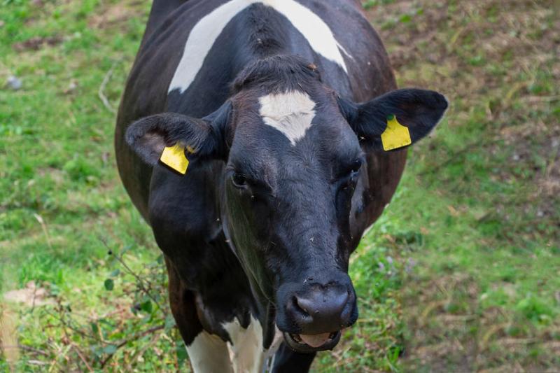 The farmer said the cow suffered a "horrible death" (Stock photo)