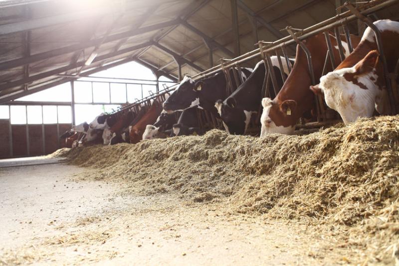 The industry collaboratios to improve beef feed guidelines