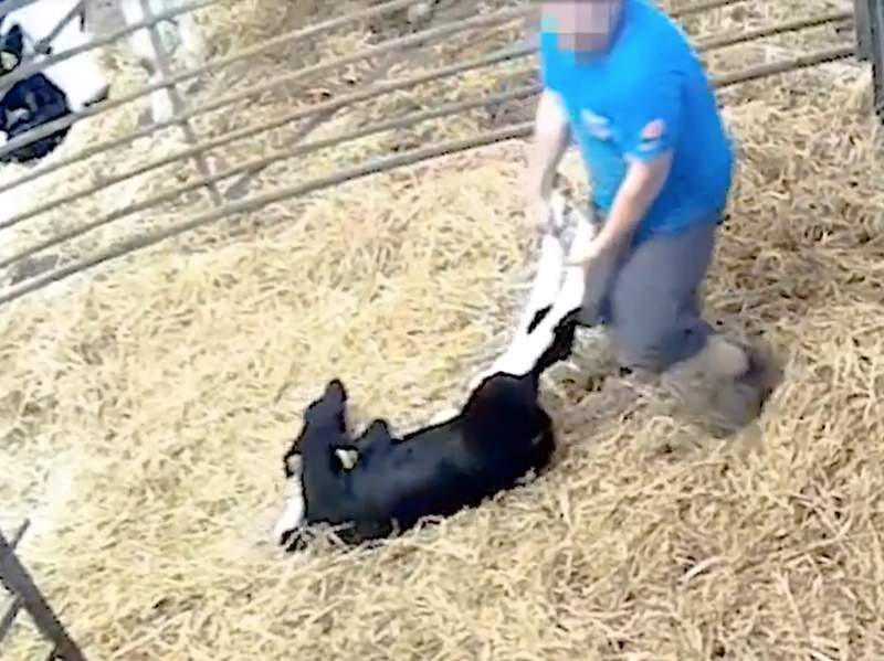 The footage shows calves being man-handled and force-fed 