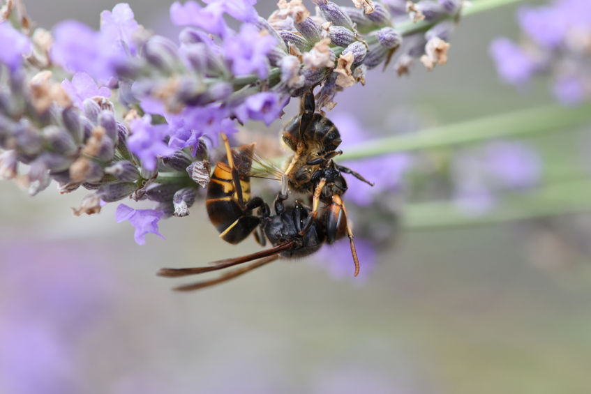 The impact of the Asian Hornet's arrival on UK shores could threaten native pollinators