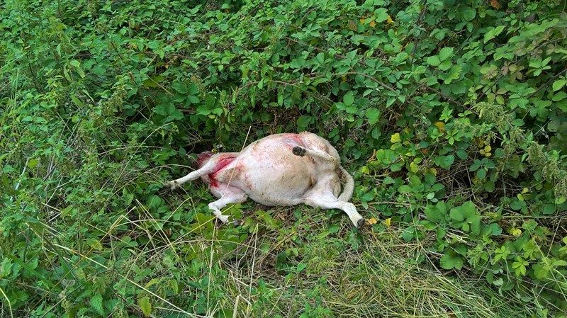 The sheep was chased down the hill in the AONB, and then attacked and killed by the out-of-control dog
