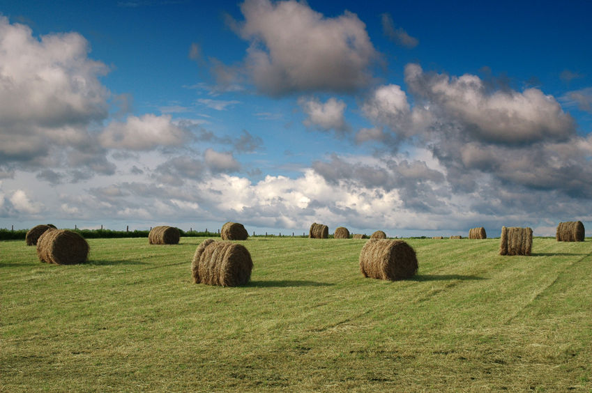 Bales of hay on a field on the Isle of Tiree, Inner Hebrides