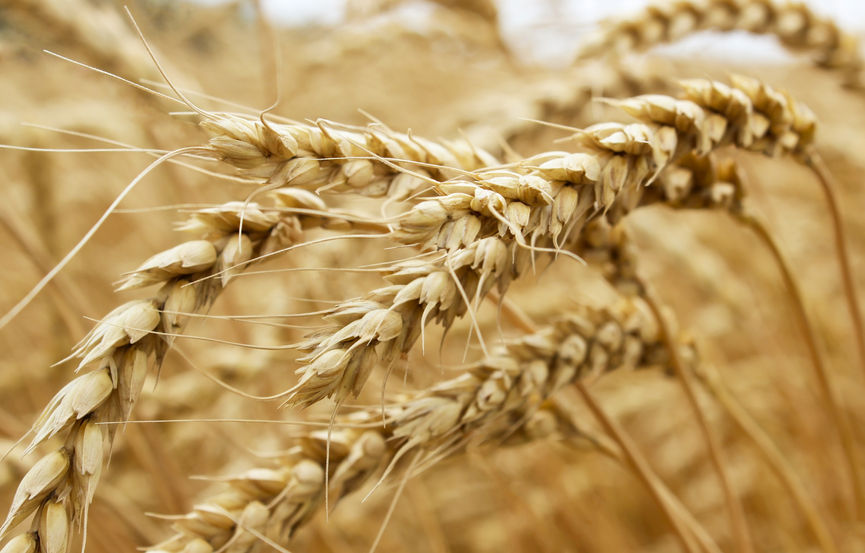 Dry season highlights importance of selecting varieties with proven resilience