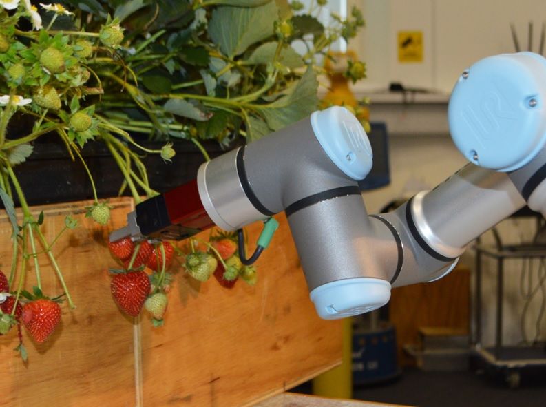 Strawberry-picking robots could be the future of British fruit farms