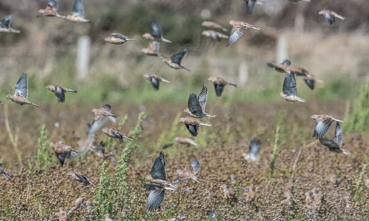 Linnets feeding off the linseed left following the harvest on the Vile (Photo: National Trust)