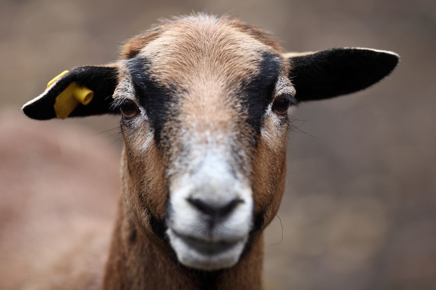 British Veterinary Association and Goat Veterinary Society consider the use of appropriate anaesthesia and analgesia as vital to the welfare of goats at the time of disbudding