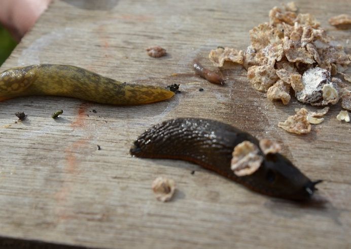 Swiss-style muesli is the best bait to use in slug traps, according to crop experts