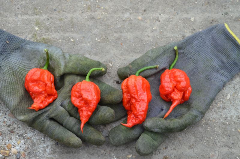 The British-grown chilli pepper, the Carolina Reaper, just got that little bit hotter