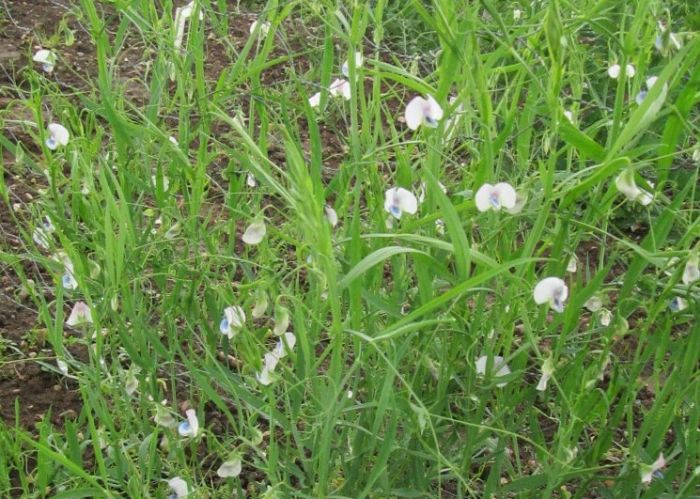 The project to cultivate grass pea in drought-prone areas has been awarded £1.2m funding