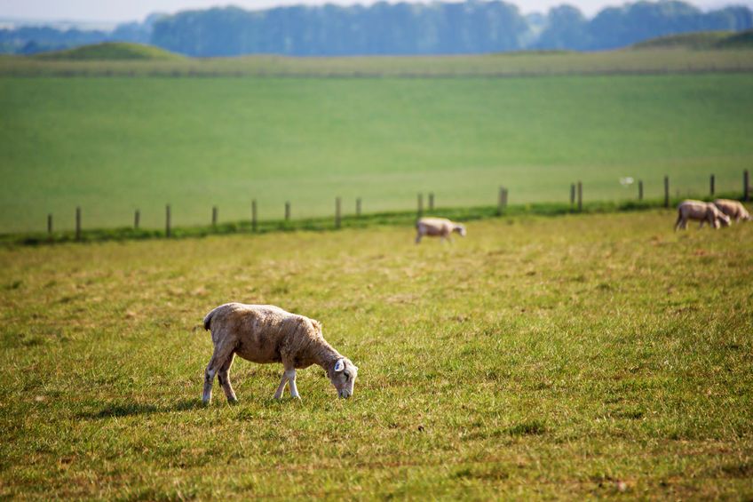 Sheep in the South West make up more than 21 per cent of the UK's flocks
