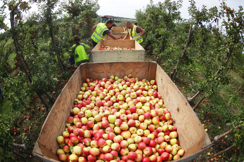 Over six million apples have been picked across Kent