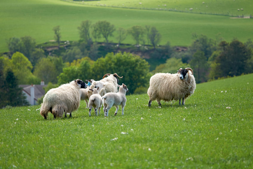 Having Scotch lamb on the menu in schools is seen as a boost to the sheep industry in Scotland