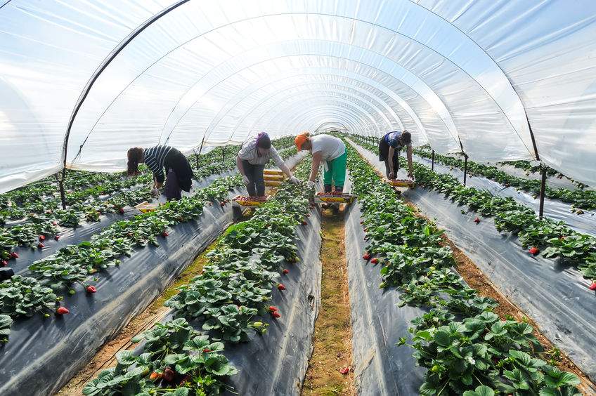 UK horticulture employs 60,000 seasonal staff from the EU annually